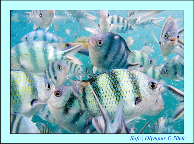 2006 - 07 - Perhentian - Plongee 120